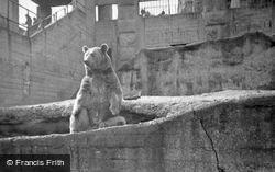 London Zoological Gardens, Bear c.1935, London Zoo