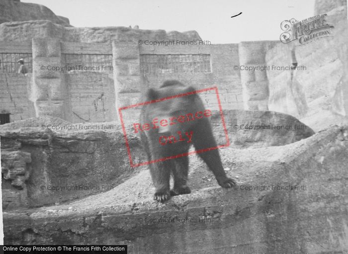 Photo of London Zoological Gardens, Bear c.1935