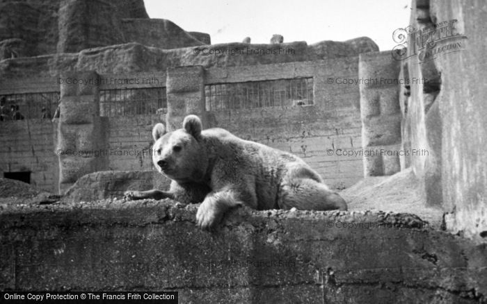 Photo of London Zoological Gardens, Bear c.1935