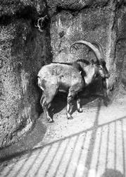 London Zoological Gardens, Bighorn Sheep c.1935, London Zoo