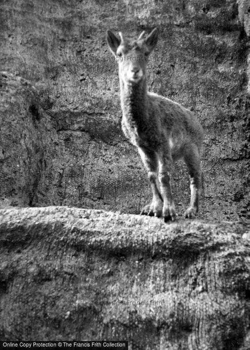 Photo of London Zoological Gardens, Canadian Bighorn Sheep c.1935