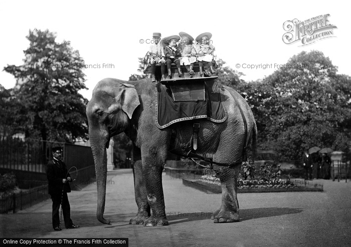 Photo of London Zoological Gardens, Elephant c.1896