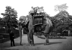 London Zoological Gardens, Elephant c.1896, London Zoo