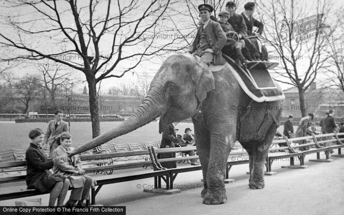 Photo of London Zoological Gardens, Elephant Rides c.1935