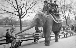 London Zoological Gardens, Elephant Rides c.1935, London Zoo