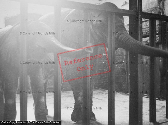 Photo of London Zoological Gardens, Elephants c.1935