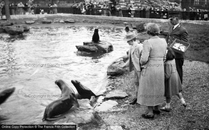 Photo of London Zoological Gardens, Feeding The Sea Lions c.1935
