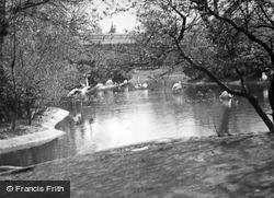 London Zoological Gardens, Flamingo Pool c.1935, London Zoo