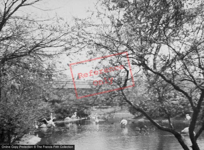 Photo of London Zoological Gardens, Flamingo Pool c.1935