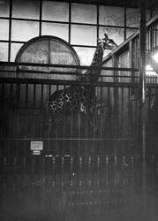 London Zoological Gardens, Giraffe c.1935, London Zoo