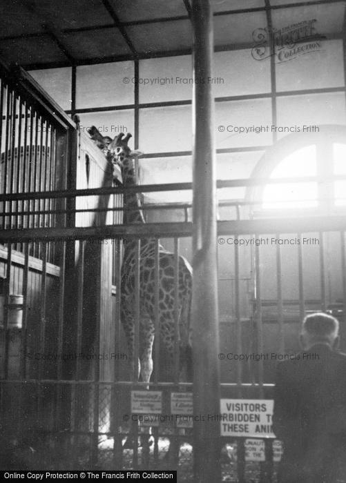 Photo of London Zoological Gardens, Giraffe c.1935