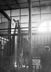 London Zoological Gardens, Giraffe c.1935, London Zoo