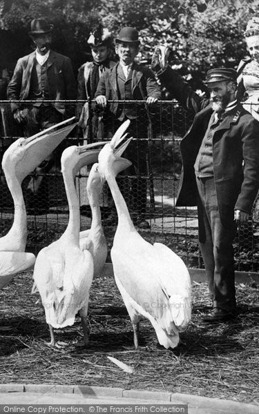 Photo of London Zoological Gardens, Hungry Pelicans 1913