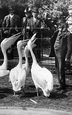 London Zoological Gardens, Hungry Pelicans 1913, London Zoo