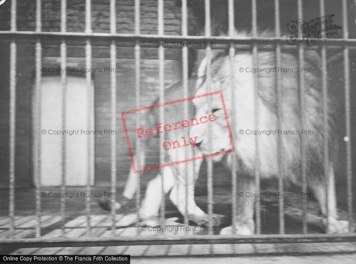 Photo of London Zoological Gardens, Lion c.1935