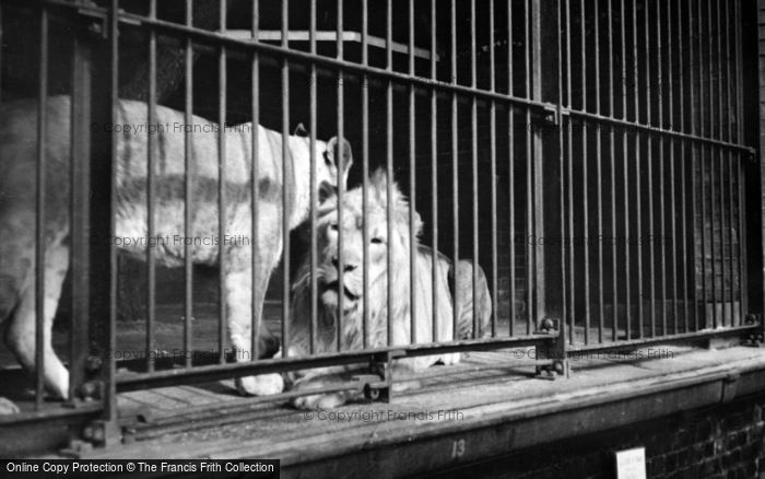 Photo of London Zoological Gardens, Lions c.1935