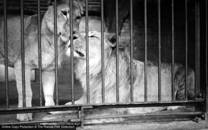 Photo of London Zoological Gardens, Lions c.1935