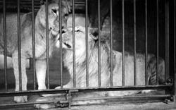 London Zoological Gardens, Lions c.1935, London Zoo