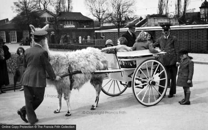 Photo of London Zoological Gardens, Llama Cart c.1935