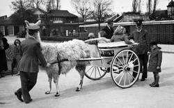 London Zoological Gardens, Llama Cart c.1935, London Zoo