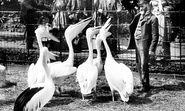 London Zoological Gardens, Pelicans 1913, London Zoo