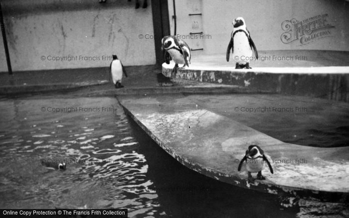 Photo of London Zoological Gardens, Penguins c.1935