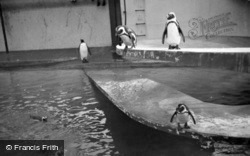 London Zoological Gardens, Penguins c.1935, London Zoo