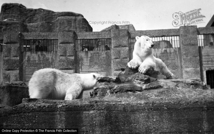 Photo of London Zoological Gardens, Polar Bears c.1935