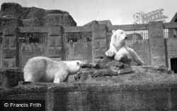 London Zoological Gardens, Polar Bears c.1935, London Zoo