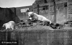London Zoological Gardens, Polar Bears c.1935, London Zoo