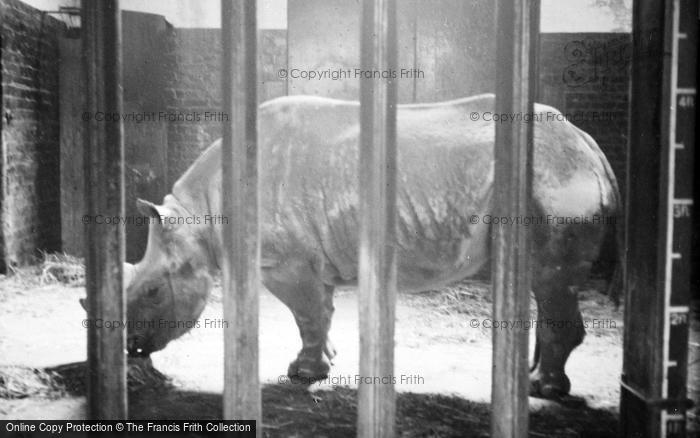 Photo of London Zoological Gardens, Rhino c.1935