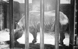 London Zoological Gardens, Rhino c.1935, London Zoo