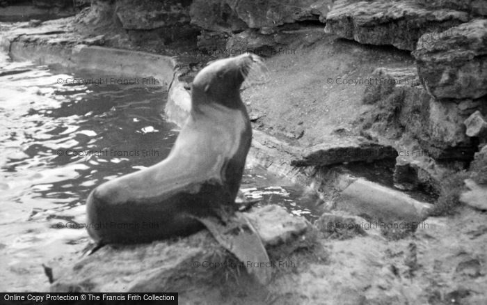 Photo of London Zoological Gardens, Sea Lion c.1935