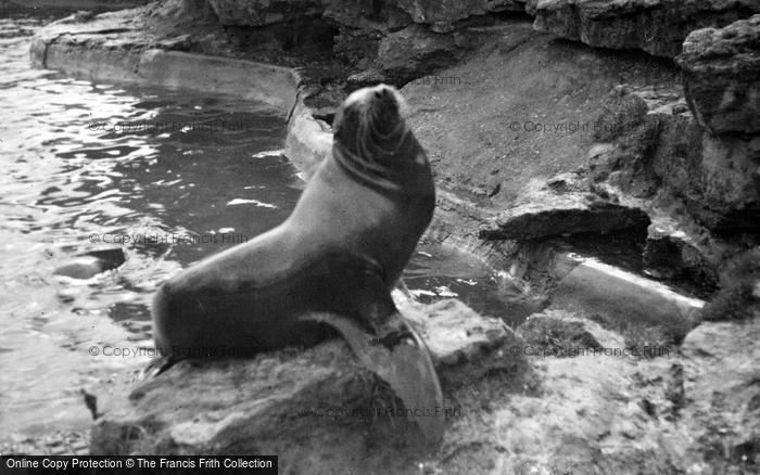 Photo of London Zoological Gardens, Sea Lion c.1935