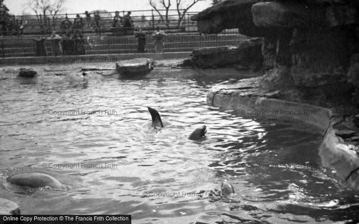 Photo of London Zoological Gardens, Sea Lion Pool c.1935