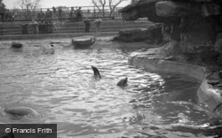 London Zoological Gardens, Sea Lion Pool c.1935, London Zoo
