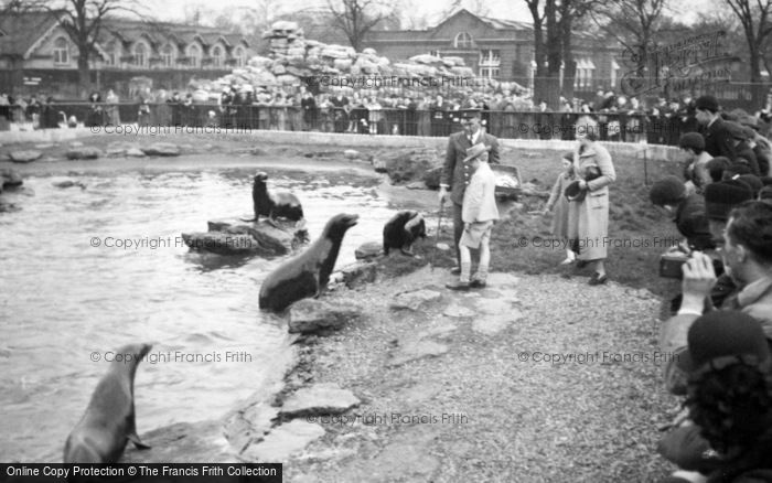 Photo of London Zoological Gardens, Sea Lions c.1935