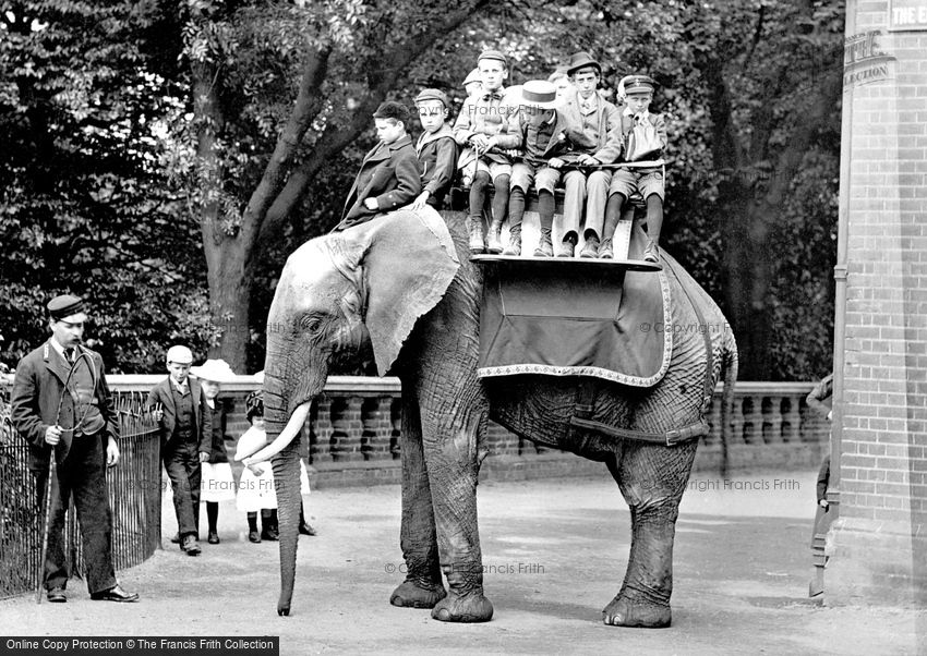 London Zoological Gardens, the Elephant 1913