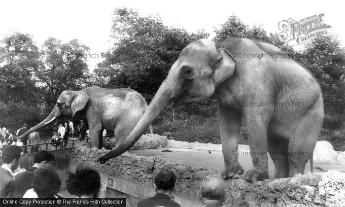 Photo of London Zoological Gardens, The Elephant c.1960
