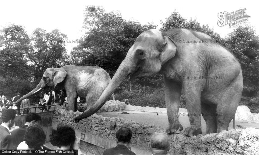 London Zoological Gardens, the Elephant c1960