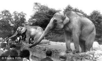 London Zoological Gardens, the Elephant c1960