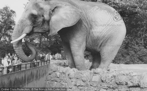 Photo of London Zoological Gardens, The Elephant c.1965