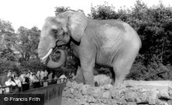 London Zoological Gardens, The Elephant c.1965, London Zoo