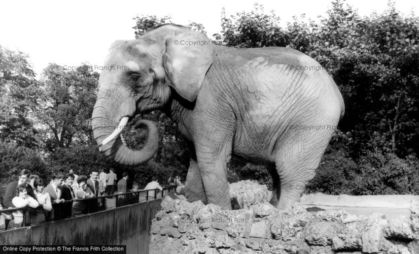 London Zoological Gardens, the Elephant c1965