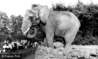 London Zoological Gardens, the Elephant c1965