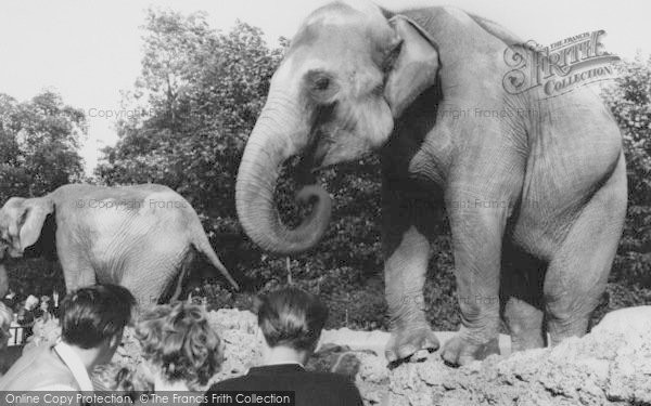 Photo of London Zoological Gardens, The Elephant c.1965