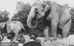London Zoological Gardens, The Elephant c.1965, London Zoo