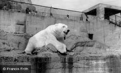 London Zoological Gardens, The Polar Bear c.1965, London Zoo