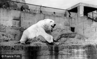 London Zoological Gardens, the Polar Bear c1965
