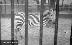 London Zoological Gardens, Zebra c.1935, London Zoo